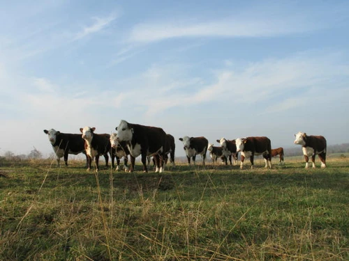 Field of Cows