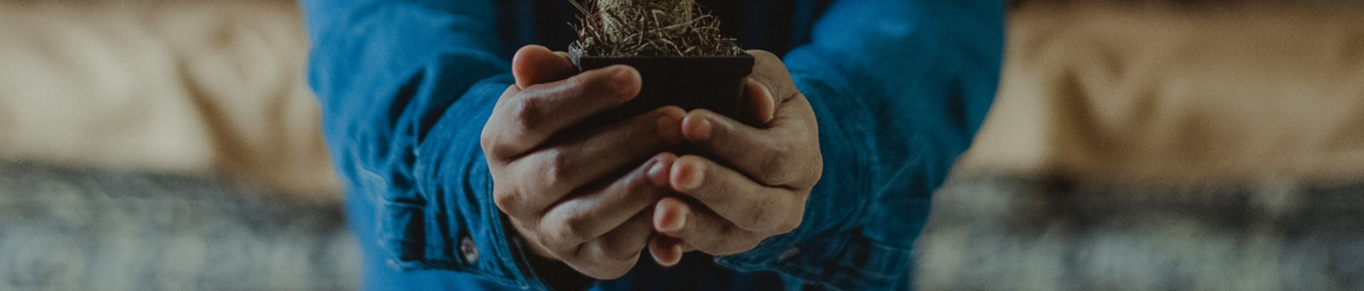 Two hands holding a small plant