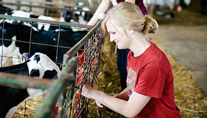 Girl in red shirt feeding hay to a calf.