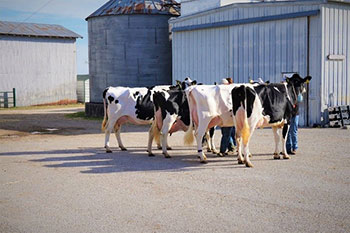 Student Moving Dairy cows around