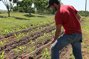 Student working the ground