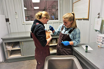 2 students administering medicine to a piglet