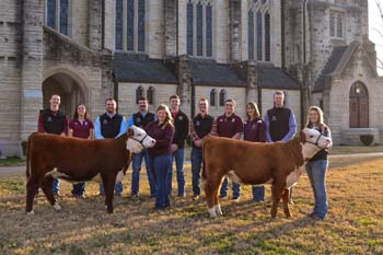 Ag student with Registered Herefords beside chapel