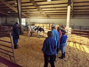 College of the Ozarks dairy receives "Excellent" classifications, national rankings from Holstein Association 