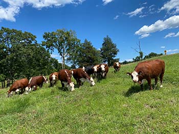 College of the Ozarks to host beef production sale on campus