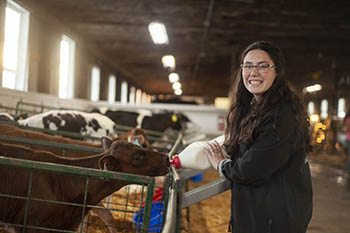During the summer and fall fair season, College of the Ozarks dairy students show cows in various classes at the Missouri State Fair and the Ozark Empire Fair, coming away with nearly 40 awards, including Premier Breeder at the Missouri State Fair. Madison Calton is a senior agricultural business major with a minor in accounting from Tishomingo, Oklahoma. She has worked in the dairy for three years, with no experience in dairy farming growing up.