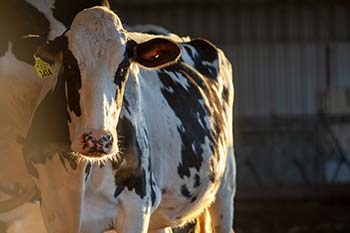 College of the Ozarks Dairy to host Opportunity Sale April 22